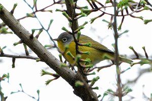 Warbler, Nashville, 2016-05077602 Mount Auburn Cemetery, MA